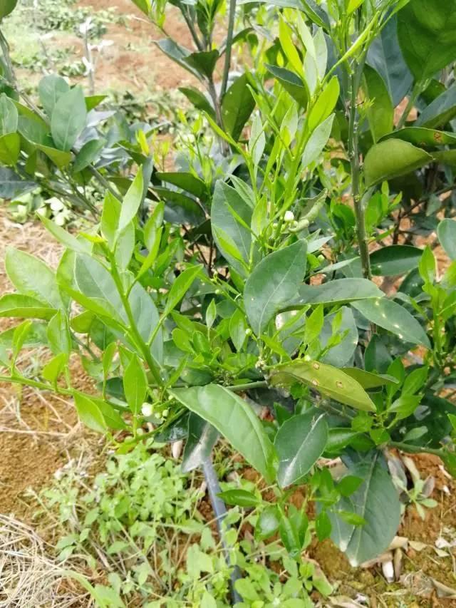 柑橘最新保果技術(shù)，開啟探索之旅，勵(lì)志無限可能