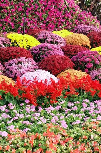 最新鮮花美景之旅，尋找內(nèi)心平靜的旅程