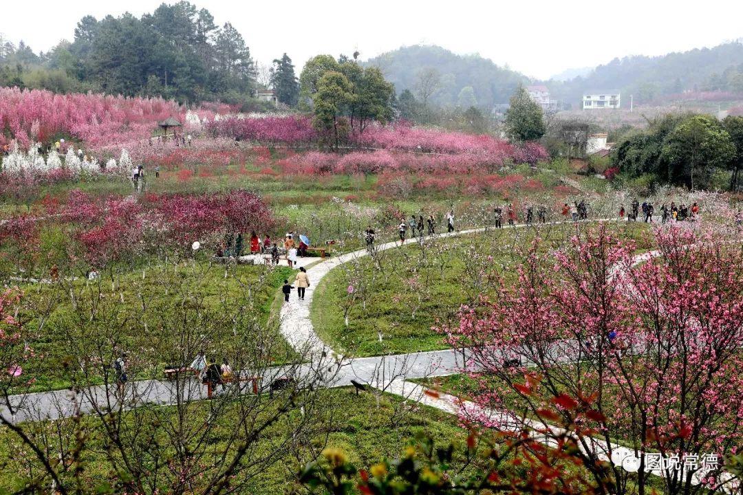 常德最新疫情動態(tài)步驟指南，初學者與進階用戶必讀