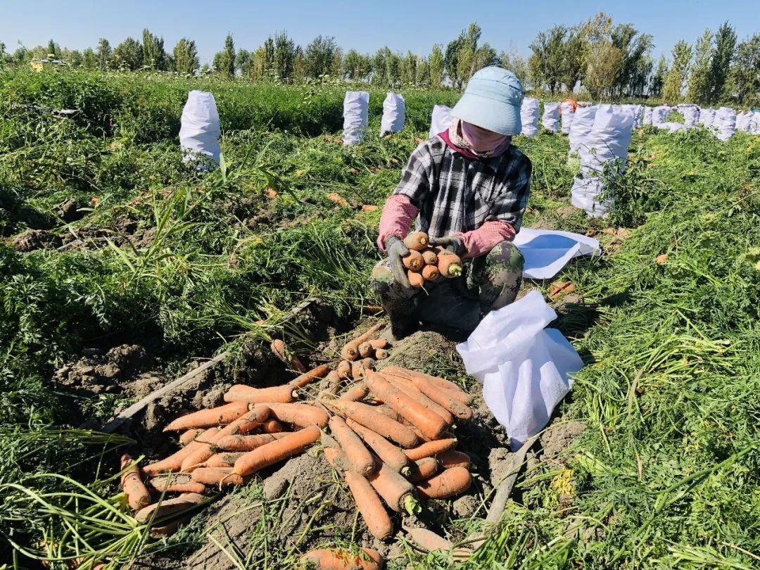 胡蘿卜最新市場(chǎng)價(jià)格概覽，最新市場(chǎng)價(jià)格指南