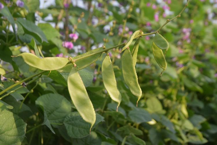 豆子行情，綠色之旅中的內(nèi)心平靜探尋