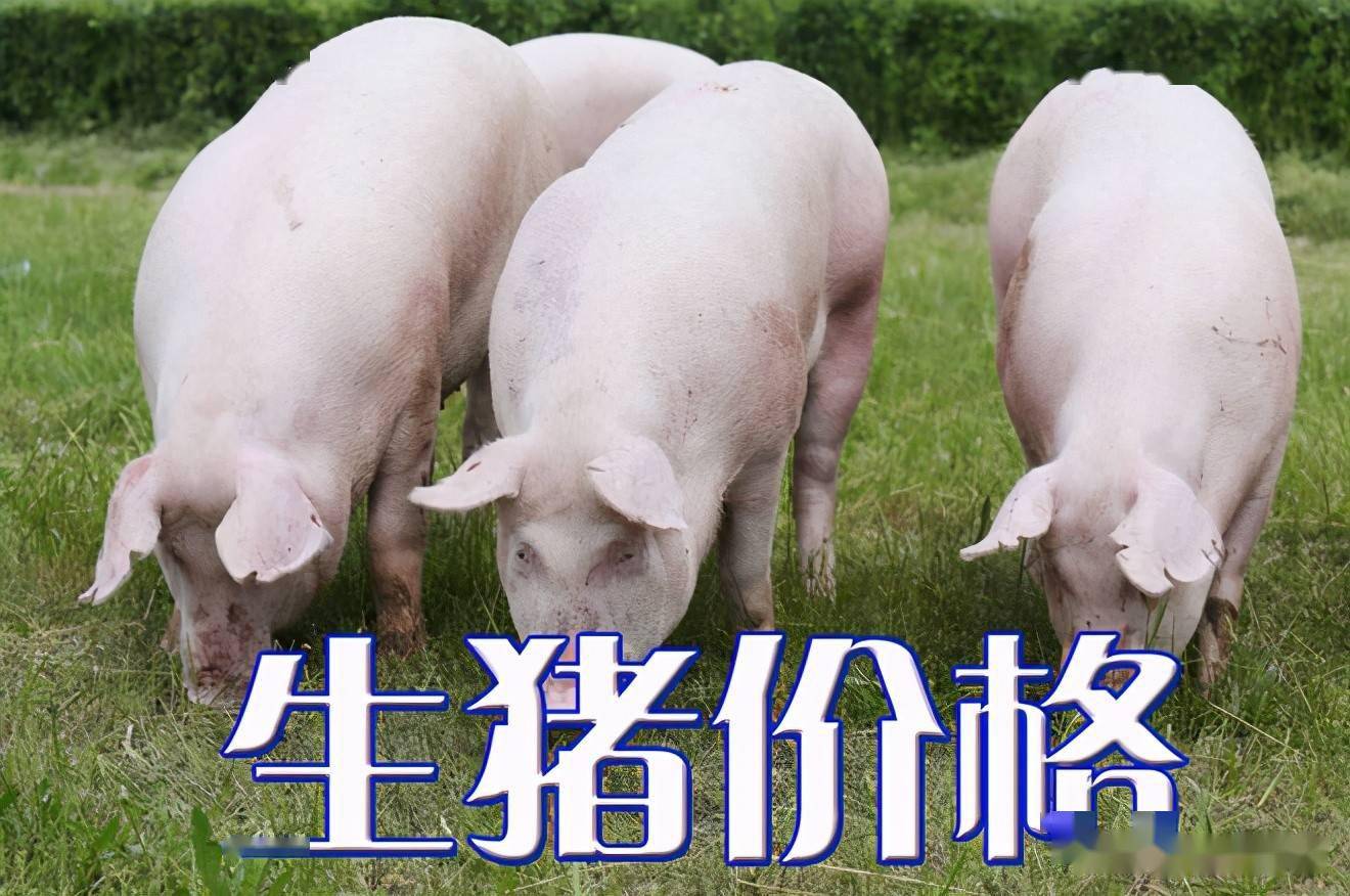 濰坊今日生豬價(jià)格探索，一場(chǎng)綠色之旅尋找內(nèi)心平靜