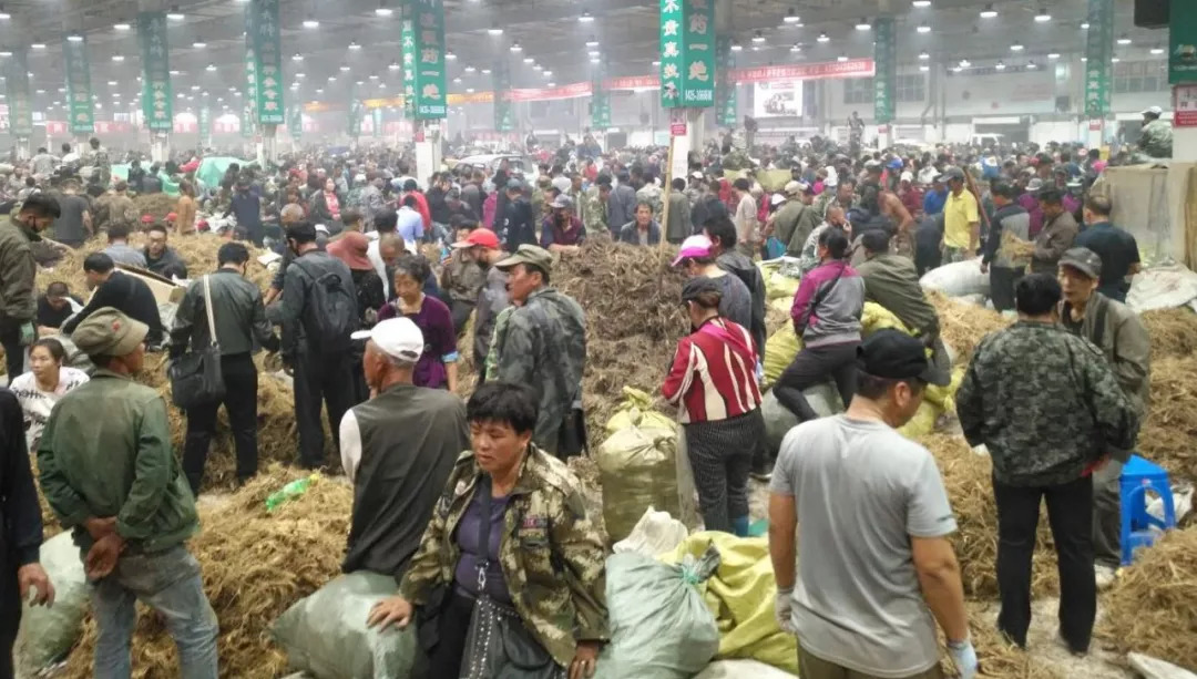 萬(wàn)良人參市場(chǎng)最新動(dòng)態(tài)揭秘，日常奇遇與溫情紐帶