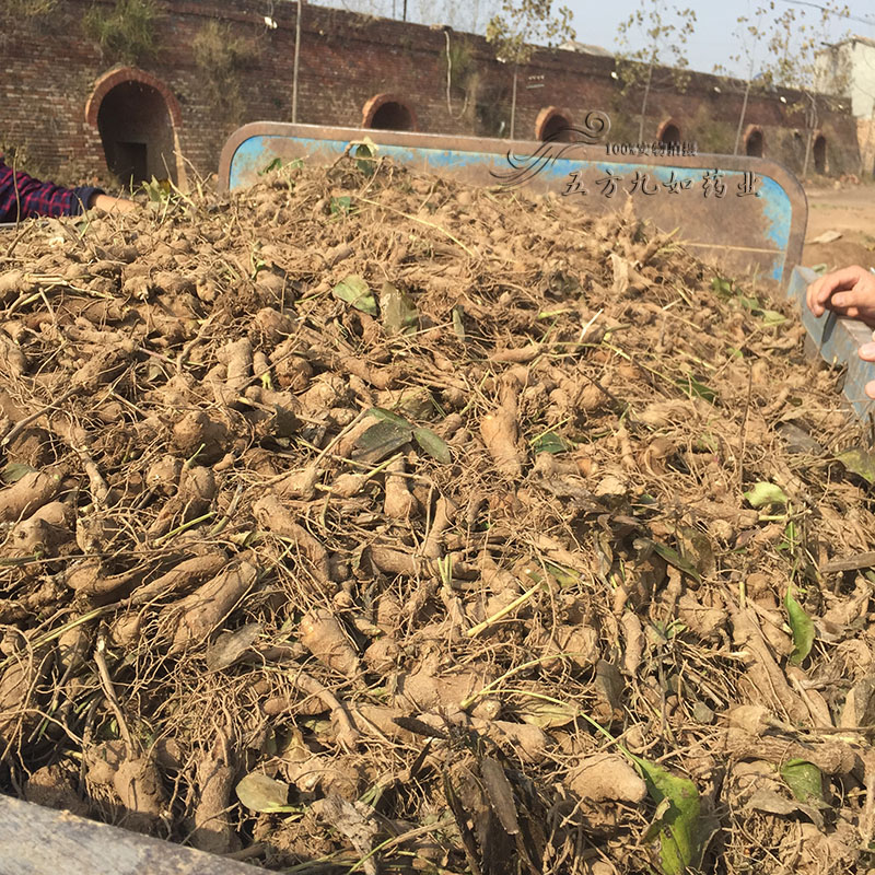 鮮白術最新價格，探尋自然美景與藥材之旅