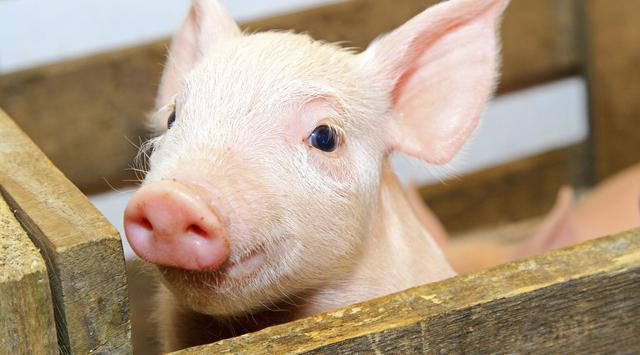 全國生豬最新行情深度解析與觀點闡述，今日市場趨勢分析