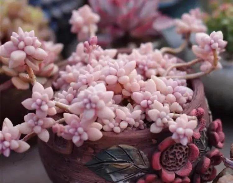 世紀瑞爾最新動態(tài)揭秘，小巷中的隱藏美食天堂