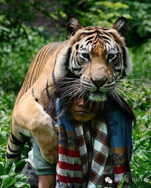 最新人與獸技能學(xué)習(xí)與實踐步驟指南，從理論到實操的全面指南