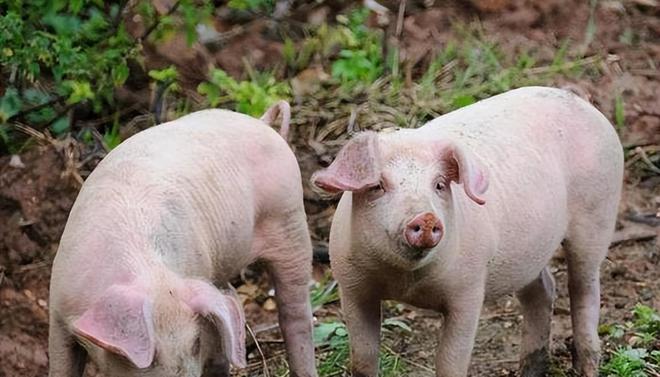 時(shí)代背景下的市場(chǎng)洞察，母豬價(jià)格最新行情分析