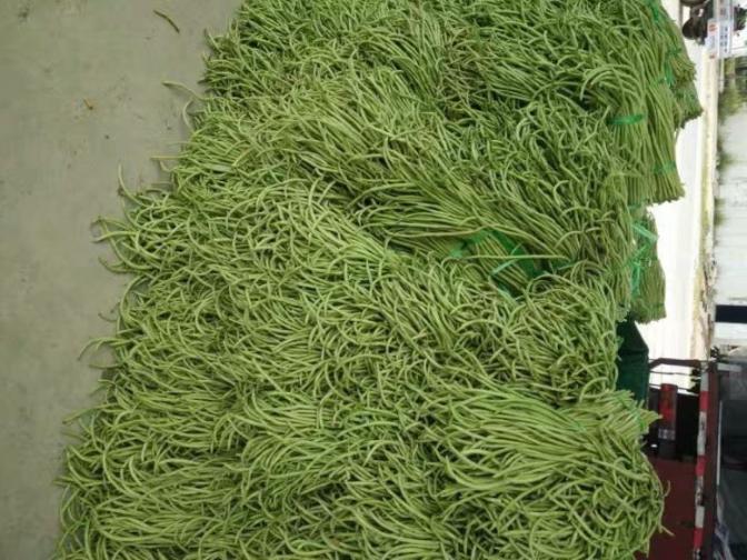 合浦豆角最新價(jià)格指南，獲取與比較豆角價(jià)格的方法及最新價(jià)格更新通知