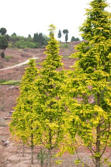 最新彩葉樹種種植與養(yǎng)護指南，從選種到養(yǎng)護一步到位！