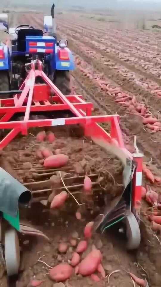 科技革新引領紅薯挖掘新紀元，最新挖紅薯機器亮相！