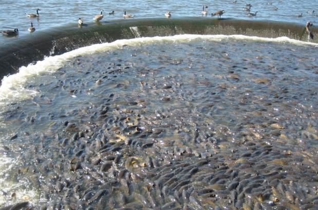 美國鯉魚成災(zāi)背后秘密揭秘，鯉魚泛濫與小巷獨特小店的故事