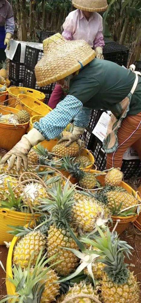 徐聞菠蘿最新價(jià)格及市場(chǎng)走勢(shì)分析，多方觀點(diǎn)解讀市場(chǎng)動(dòng)態(tài)