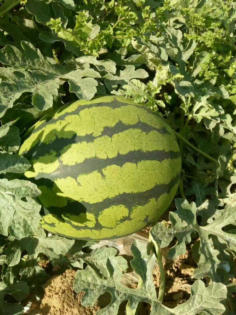 惠民西瓜最新價(jià)格，一顆瓜的成長(zhǎng)之路與你的成長(zhǎng)相伴