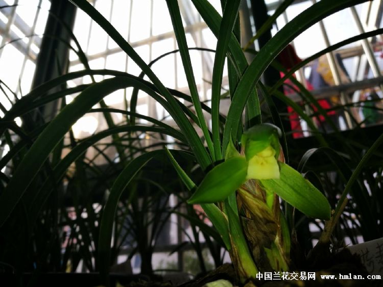 最新魁蘭價(jià)格及深度分析