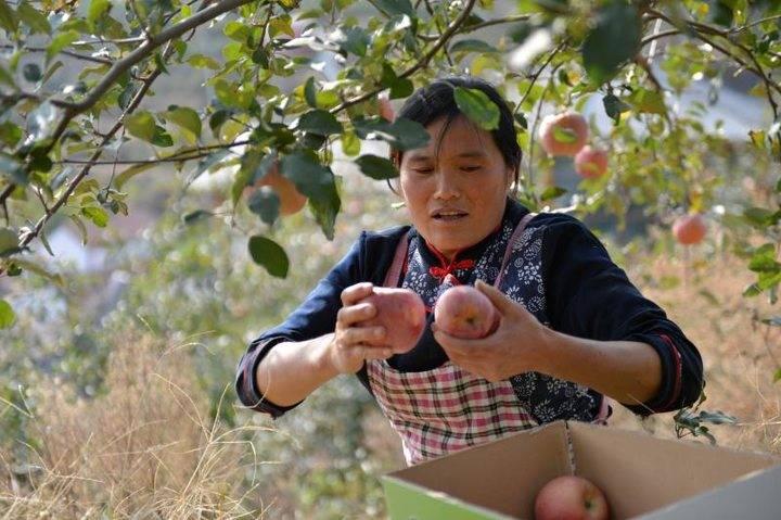 沂源蘋果最新價(jià)格，綠色之旅帶來(lái)內(nèi)心的平靜