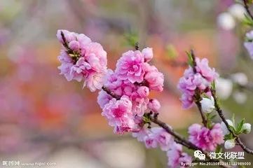 科技巔峰之作桃花開(kāi)啟未來(lái)生活新紀(jì)元，最新章節(jié)預(yù)覽