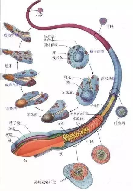 窩精子最新，小巷中的秘密風(fēng)味探索