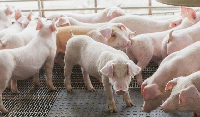 生豬最新預(yù)測(cè)與小街美食探秘之旅