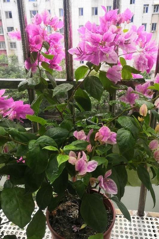 小巷深處的獨特花語，最新殘花之美