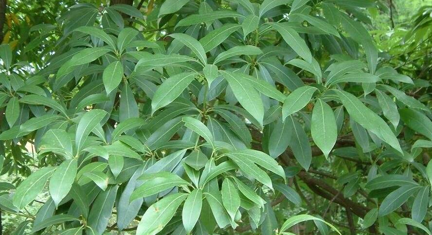 南山楠最新，自然美景的輕松探索之旅