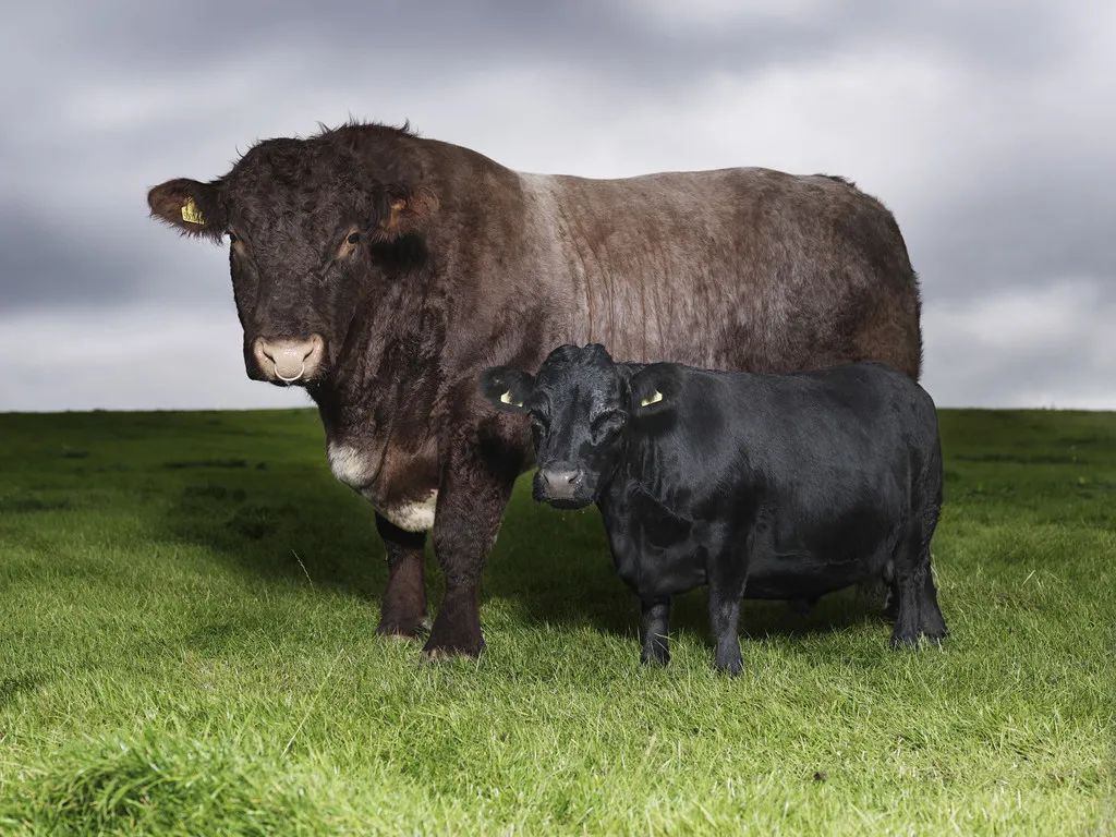 小巷隱藏寶藏，探訪特色小店，領略最牛最新魅力之旅