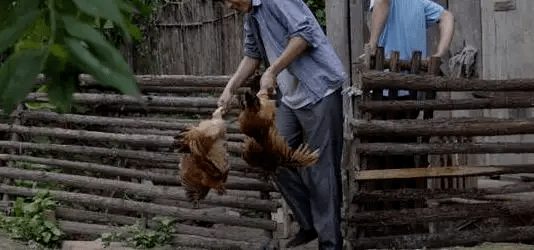 最新版偷雞，從變化中學(xué)習(xí)，擁抱自信，成就非凡之路