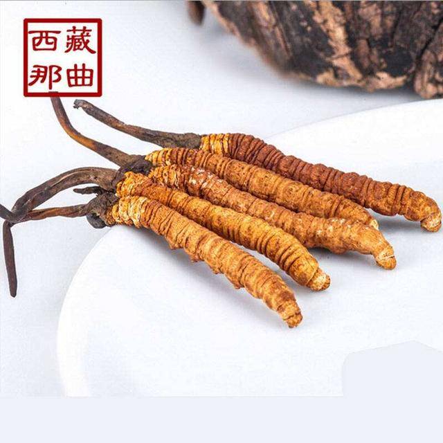 揭秘2025年蟲草最新價格，探尋小巷中的秘密行情！